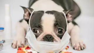 Кошек и собак будут тестировать на коронавирус в Южной Корее