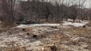 На уничтожение яблоневого сада пожаловались алматинцы