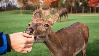 Крупные штрафы за кормление диких животных введут в Японии