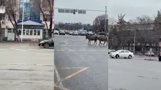 Ослов на дороге сняли на видео в Алматы