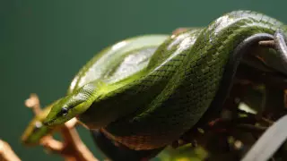 Армейские учения могут спровоцировать новую пандемию - общественники