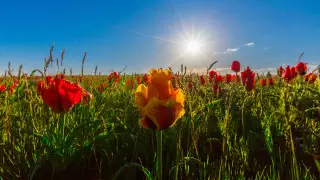 В Казахстане 35 видов диких тюльпанов. Где полюбоваться их цветением