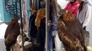 Судьбой беркута на "Медеу" обеспокоены пользователи Сети