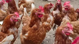 Более 100 очагов птичьего гриппа выявили в Южной Корее