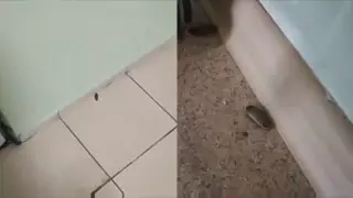 Алматинскую больницу проверили после видео с крысами и тараканами