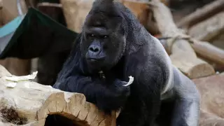 COVID-19 обнаружили у двух львов и самца гориллы в зоопарке Праги