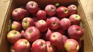 Выявлен неожиданный эффект от употребления яблок