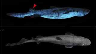 Обнаружена самая большая светящаяся акула