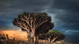 Видео с кровоточащим деревом озадачило пользователей Сети