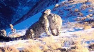 Семья снежных барсов попала на видео в Жамбылской области