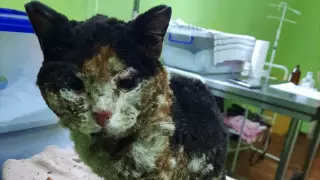 "Угольки вместо лап". Обгоревшего кота нашли в Нур-Султане