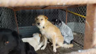 В Уральске зоозащитников возмутило убийство собак