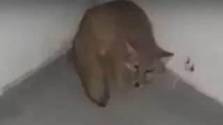 Дикую лисицу в подъезде дома сняли на видео в Актау