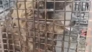 Зоозащитница расплакалась при виде животных застрявшего в СКО цирка