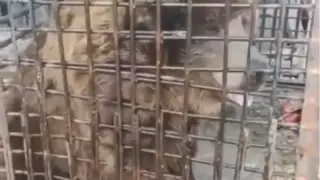 В акимате прокомментировали состояние животных из застрявшего в СКО цирка