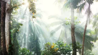 Человек уничтожил 2/3 тропических лесов - исследование