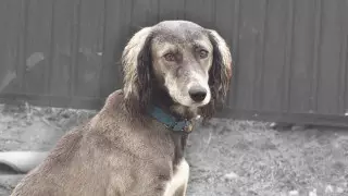 Патенттеу мен баптау. Қазақ тазысын асырауда қандай мәселелер көтерілді?