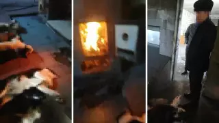 Убийство и сожжение собак возмутило жителей Актобе