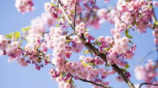 Сакура зацвела в Японии