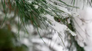 В Шымкенте пошел снег: фотограф поделился фото и видео