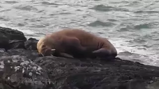 Арктического моржа впервые заметили у берегов Ирландии