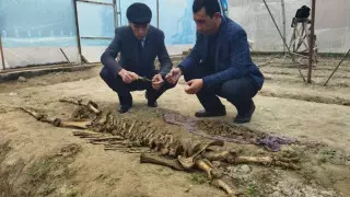 Скелет неизвестного существа обнаружили на востоке Узбекистана