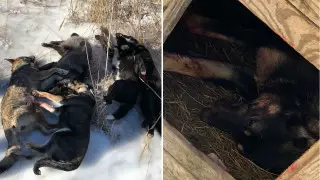 "Попросили отстрелять": подозреваемого в убийстве собак задержали в Сатпаеве