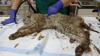 В Кыргызстане оставшаяся без матери рысь пришла к людям