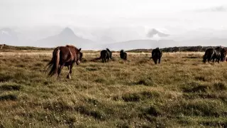 Пастух с трехлетним сыном пропали в степях ЗКО