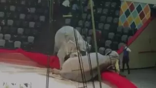 Драка слонов в цирке России попала на видео