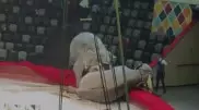 Драка слонов в цирке России попала на видео