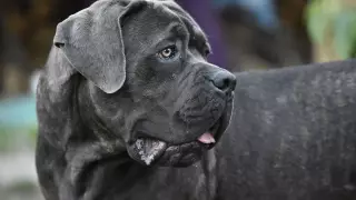 Две собаки задушили 11-летнюю девочку шарфом в России