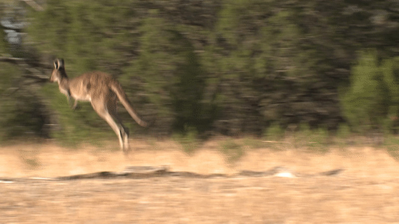 Видео:elements.envato.com