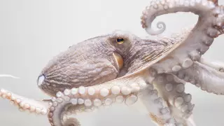 Осьминоги видят сны, похожие на гифки - ученые