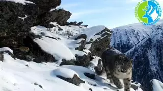 Впервые в ВКО удалось снять на видео снежного барса