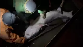 Гигантскую 150-килограммовую белугу поймали в Атырау