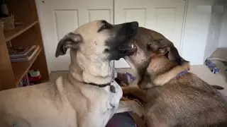 Семья из США показала жизнь спасенных в Актау щенков