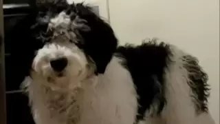 Неудачная стрижка сделала собаку звездой в Сети