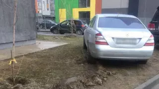 Фото с переехавшим саженцы авто обсуждает Казнет