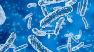 Биологи описали первую бактерию на Земле