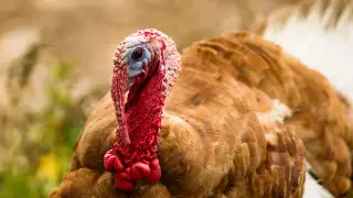 На индюшатник в квартире соседки пожаловались жители Актау