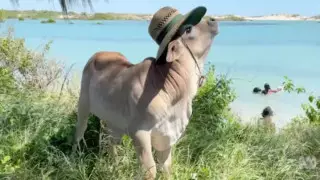 Теленок-сирота "превратился" в собаку и стал городской звездой