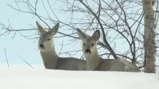 Названа причина гибели косуль на севере Казахстана