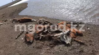 Туши мертвых животных обнаружили у реки в ЗКО