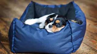 Несуществующих щенков на 6 миллионов продала жительница Темиртау