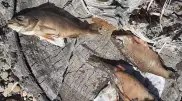 Причину гибели рыбы в протоке Иртыша ищут специалисты