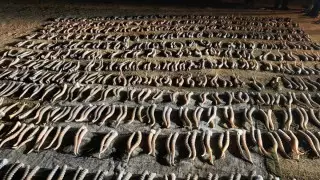 Рога сайгаков на 2 миллиарда тенге прятали жители ЗКО