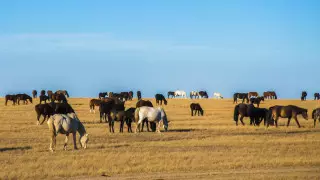 Пастухов подозревают в мошенничестве на 174 миллиона тенге в Карагандинской области