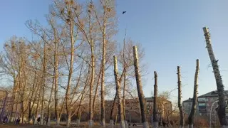 Жестокое уничтожение птенцов школой сняли на видео в Семее