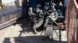 Самых верных пингвинов спасли и вернули в Атлантический океан